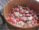 【冬の庄内神社】鯛みくじ