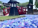 【イベント/夏】松前藩屋敷「浮き紫陽花」丁寧に手摘みされた約3,000弁もの紫陽花が水路を埋め尽くします。