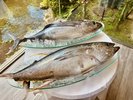 近海マグロ