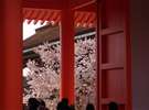 桜と御所