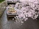 桜の高瀬川一之船入