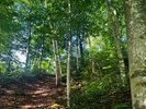 【周辺】ブナ林。坂道を登るだけ、側道から徒歩1分でこんなに美しい山に辿り着けます