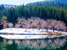 中子の桜(ニューグリーンピア津南よりお車で30分ほど)