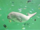 ジュゴン。世界でも数少ない飼育展示。海の妖精・ジュゴンに出会えるのは鳥羽水族館
