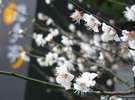 【冬】看板横に咲く梅の花