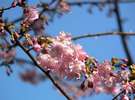 【冬】駐車場に咲く河津桜