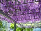 【藤の広場】当館から徒歩で約10分。イベント会場としても使われています