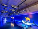 「うみのトンネル」海の中に包まれるような没入感とともに、海の生き物たちがゲストをお出迎えします
