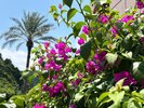 玄関前にブーゲンビリアを植えております