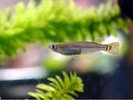 ロビーにメダカや熱帯魚や鰻、ウーパールーパーなどを展示しています。