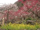 幕山公園(湯河原梅林)