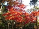 池峯 もみじの郷