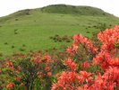 【車山高原】レンゲツツジ