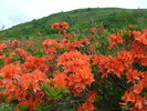 【車山高原】レンゲツツジ
