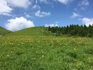 【車山高原】ニッコウキスゲ