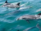 周辺観光【イルカウォッチング】船と一緒に泳いでくれるイルカに感激♪