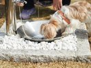【水飲み場】屋外ドッグランにご用意しております