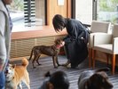 【屋内ドッグラン】雨が降っても愛犬と遊べます♪愛犬同士の交流の場やお客様との出会いも!