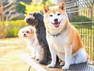 【屋外ドッグラン】イメージ