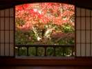 【庭園の風景】お部屋からも紅葉を楽しむ事ができます。例年11月下旬頃からゆっくり見頃を迎えます。