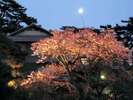 【庭園の風景】春の日本庭園　夜になると毎年ライトアップをするので夜桜もお楽しみ頂けます。