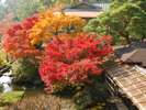 【庭園の風景】深秋色に染まる大観荘の日本庭園でございます