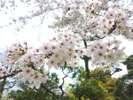 【庭園の風景】ソメイヨシノもお楽しみいただけます。