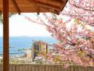 【庭園の風景】】大観荘日本庭園の紅梅です。白梅の木もあります。