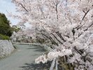 *桜シーズン 赤穂ハイツ前の道路