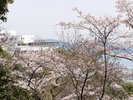 *桜シーズン 赤穂ハイツの目の前に咲く桜