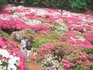 当館よりお車で25分。春の西山公園は、約5万株のつつじが咲き誇る絶景。鮮やかな色彩が公園を彩ります。