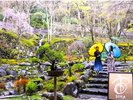宙SORAでは枝垂れ桜が春の訪れを教えてくれ、降雨時でも緑の苔を映えさせる美しさがある(雨イメージ)