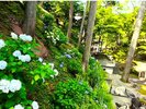 7月には「森の庭」に、修善寺あじさいが咲き誇ります。(宙SORA庭園内)