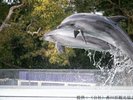 【観光画像】新屋島水族館