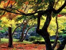 【松江市】由志園の紅葉 〜自動車で35分〜