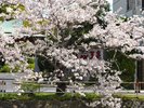 春の玉泉