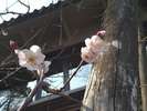 玄関前で咲いた梅の花です
