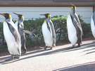 オウサマペンギンの散策風景(下田海中水族館）