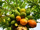 農園散策(毎日開催) 熱帯の果樹や島野菜、ハーブ類などの育つ様子を見学できます。