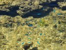 リーフウォッチング(3〜10月)ホテル目の前の宇座海岸に、潮が引いている時だけ現れる礁池(イノー)