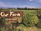 自家農園「OUR FARM」 沖縄ならではのフルーツをはじめ、野菜やハーブ類、小麦など、多彩な植物を栽培。