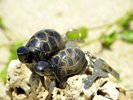 ルームキーのキーホルダーは、海の神様や長寿の象徴と言われるカメ。