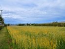 自家農園「OUR FARM」 野菜やハーブ類、小麦など、年間を通して多彩な植物を栽培しております。