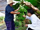 自家農園「OUR FARM」 自然の恵みをレストランでの食事やバー&ラウンジでのドリンクとしてご提供