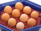 【朝食】生たまご