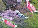 定山渓春の風物詩 鯉のぼり