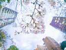 ◆桜川公園◆ ホテルから徒歩8分!