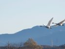 【瓢湖(ひょうこ)】当館よりお車20分。白鳥はこの季節の必見!美しい姿を写真に収めて。