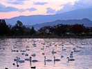 【瓢湖】当館よりお車20分。白鳥飛来のピークは11月下旬。早朝や夕方には五千羽以上を見られることも。