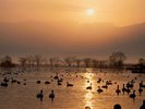 【瓢湖(ひょうこ)】お車で約20分。全国的にも有名な白鳥の飛来地です。10〜翌3月まで白鳥が滞在します。